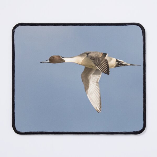 Item preview, Pintail designed and sold by LaurenTucker.