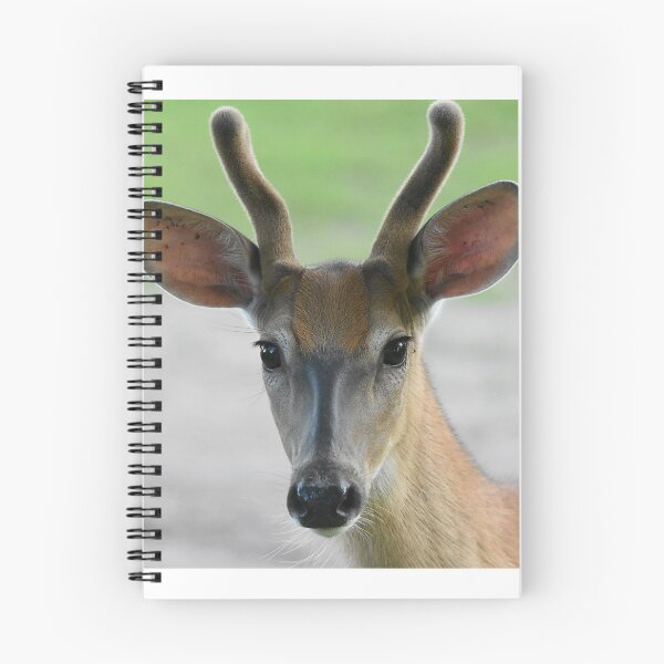 Item preview, Young Buck Close Up  designed and sold by NicoleFrederick.