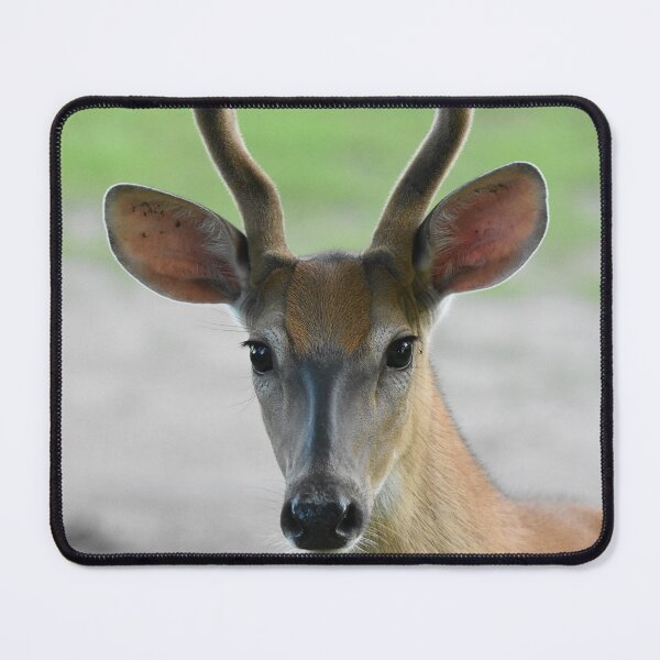 Item preview, Young Buck Close Up designed and sold by NicoleFrederick.