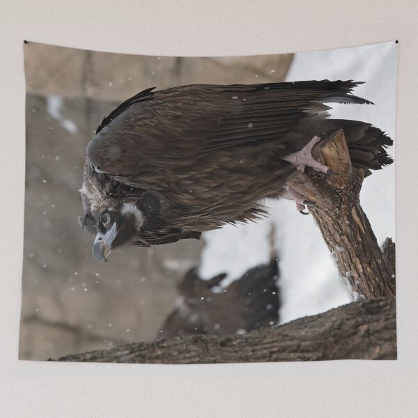 Item preview, Snow on Vulture designed and sold by DWMMPhotography.