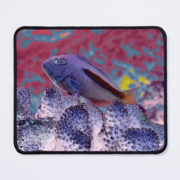 Item preview, 'A 'Awa (Hogfish) Color Splash designed and sold by Scurvy Dawg Design.
