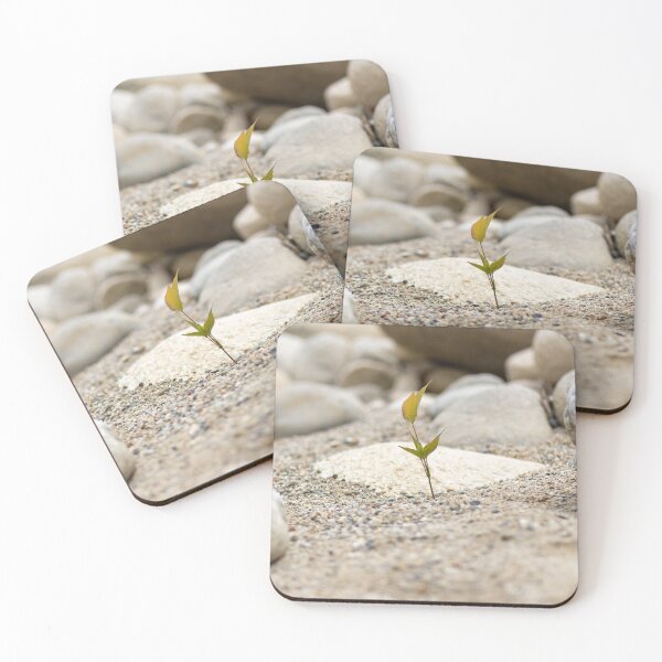 Item preview, small plant in the sand between the rocks designed and sold by ricobarinas.