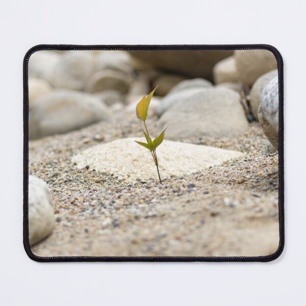 Item preview, small plant in the sand between the rocks designed and sold by ricobarinas.