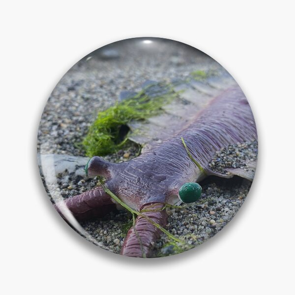 Item preview, Anomalocaris Washed Ashore designed and sold by ThePaleoDude.