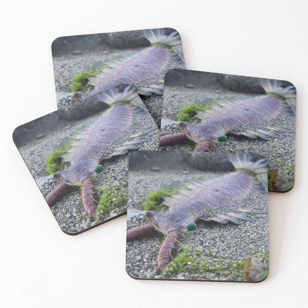 Item preview, Anomalocaris Washed Ashore designed and sold by ThePaleoDude.