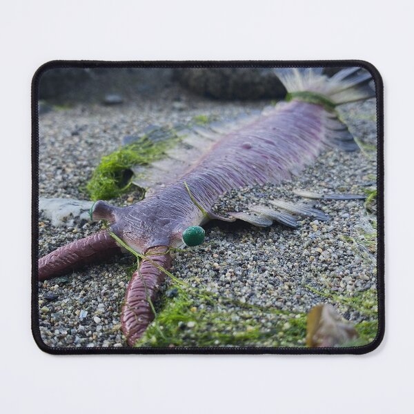 Item preview, Anomalocaris Washed Ashore designed and sold by ThePaleoDude.