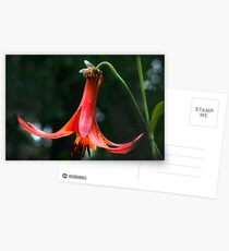 "Last Call Before Nightfall" Postcards