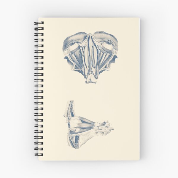 Item preview, Human Eye Anatomy - Dual-View  designed and sold by VAposters.