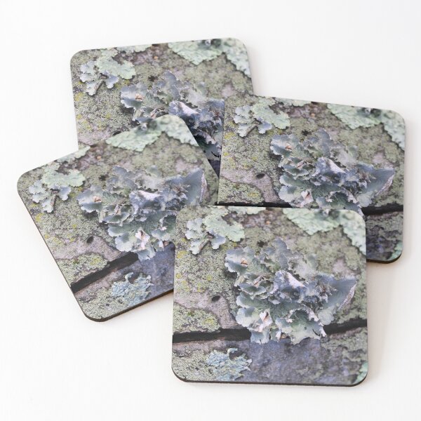 Item preview, Tree bark design 2 designed and sold by McFleur's Lens.