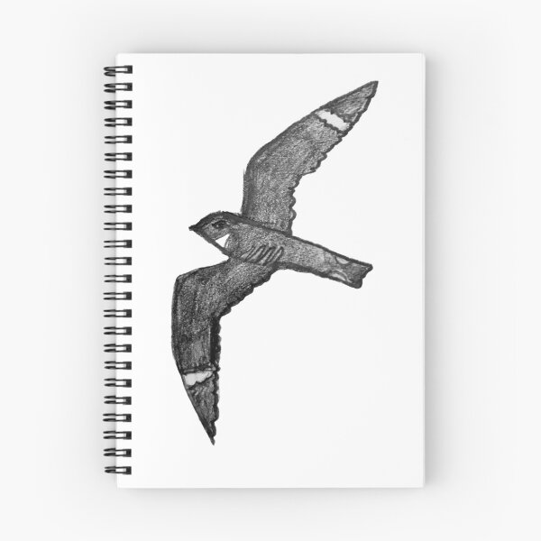 Item preview, common nighthawk designed and sold by Bioblitz Papercrafts.