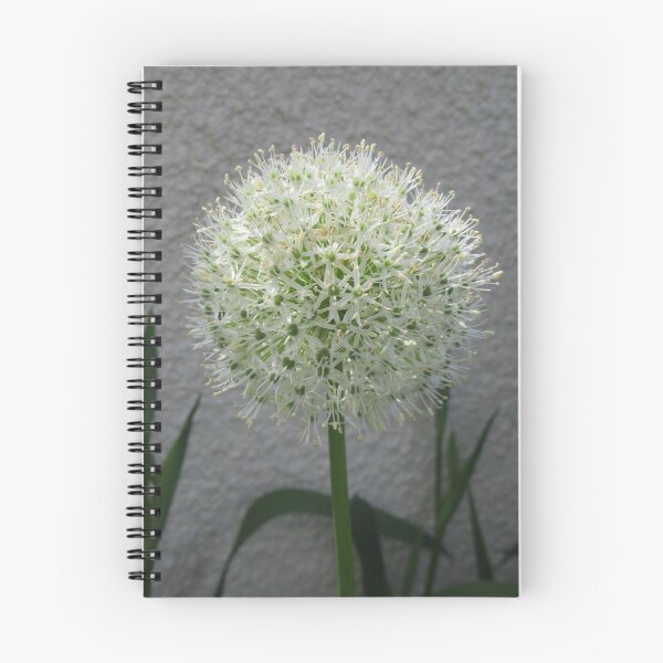 Item preview, White Allium designed and sold by lezvee.