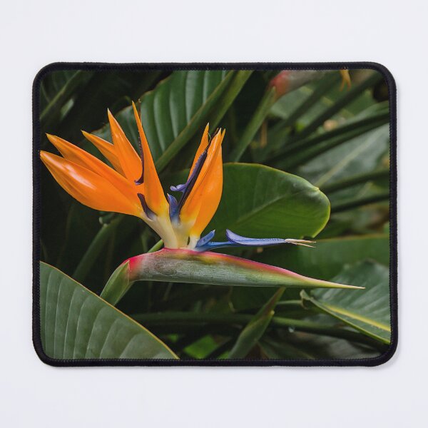 Item preview, Vibrant Bird of Paradise Flower designed and sold by xophotography.