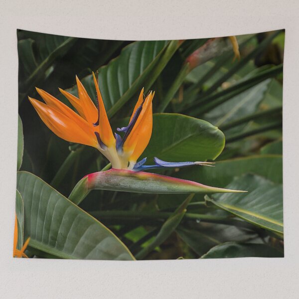 Item preview, Vibrant Bird of Paradise Flower designed and sold by xophotography.