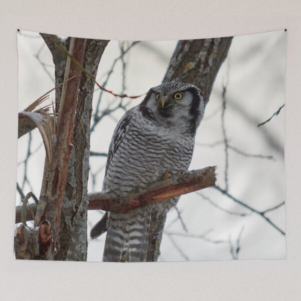 Item preview, Ready. Northern hawk-owl designed and sold by Jouko Lehto Photography.