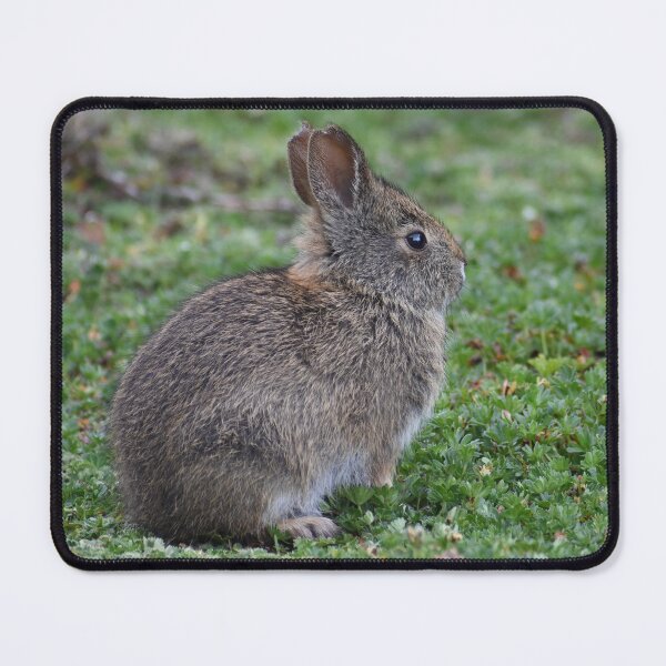 Item preview, little Ecuadorian rabbit designed and sold by JIM-AND-ME.