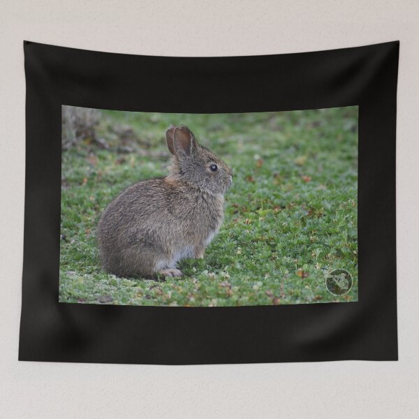 Item preview, little Ecuadorian rabbit designed and sold by JIM-AND-ME.