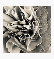 Abstract paper rose Photographic Print