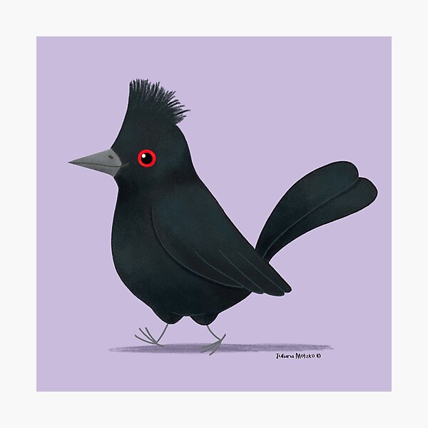 Item preview, Phainopeplas Bird designed and sold by julianamotzko.