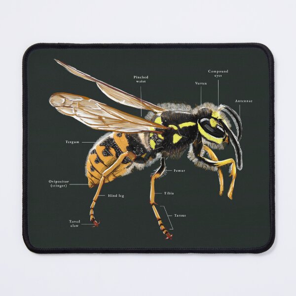 Item preview, Detailed Wasp Illustration designed and sold by Paalokas.