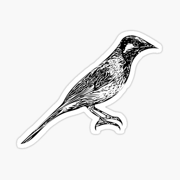 Item preview, White-eared Honeyeater Black Design  designed and sold by designsasstultd.