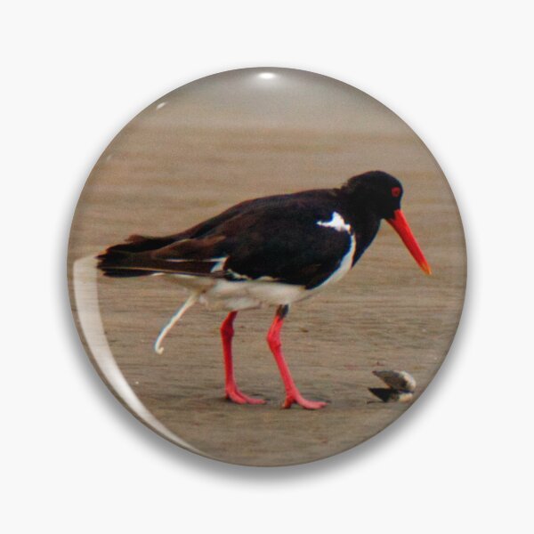 Item preview, new snack ready, old snack dispatched - Pied Oystercatcher (Bird) designed and sold by BirdsAlive.