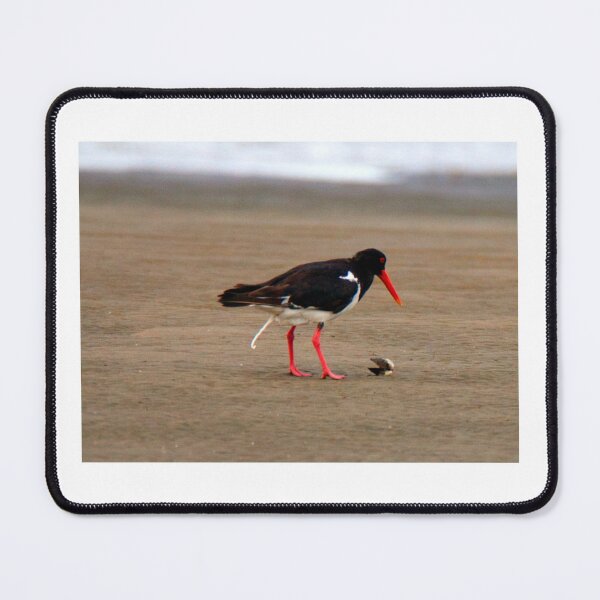 Item preview, new snack ready, old snack dispatched - Pied Oystercatcher (Bird) designed and sold by BirdsAlive.