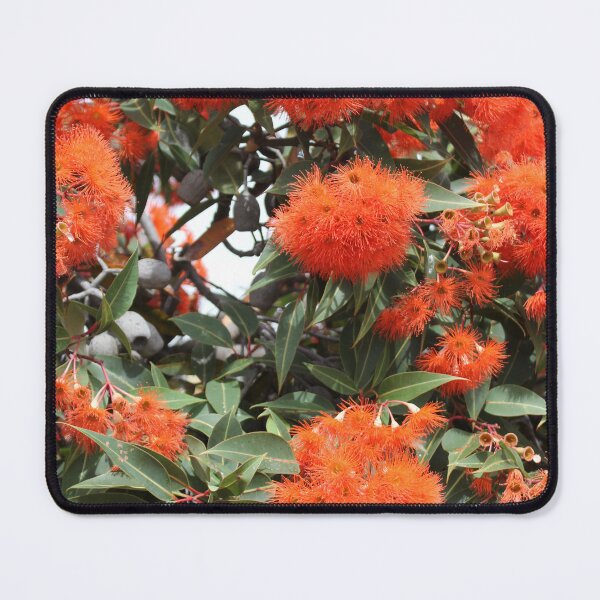 Item preview, Corymbia ficifolia Baby Orange, in Flower designed and sold by Russell-art88.