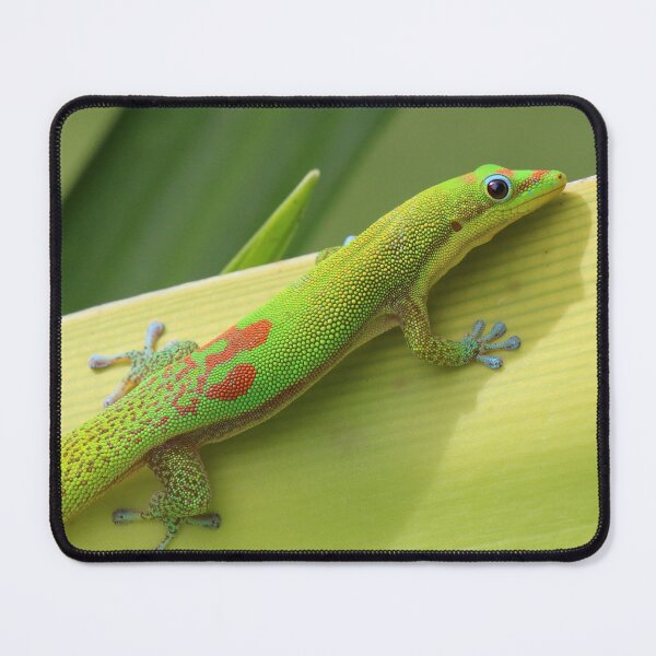 Item preview, Hawaiian gold dust gecko posing on a leaf  designed and sold by Hawaii Wildlife & Landscape Prints.