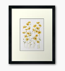 Yellow Cosmos Flowers Framed Print