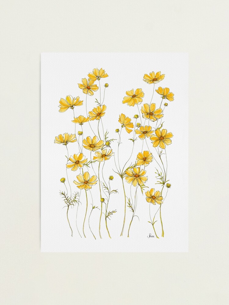 Alternate view of Yellow Cosmos Flowers Photographic Print