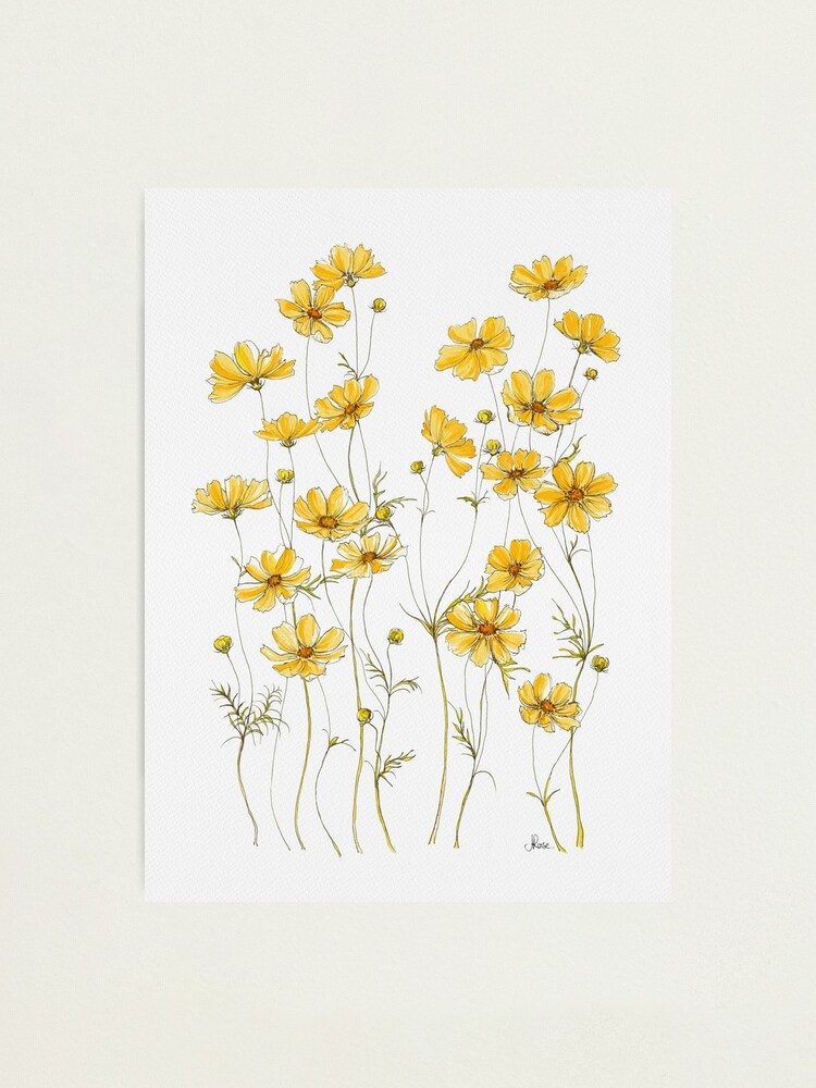 Alternate view of Yellow Cosmos Flowers Photographic Print