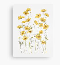 Lámina metálica Flores amarillas de cosmos