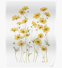Gelbe Kosmos-Blumen Poster