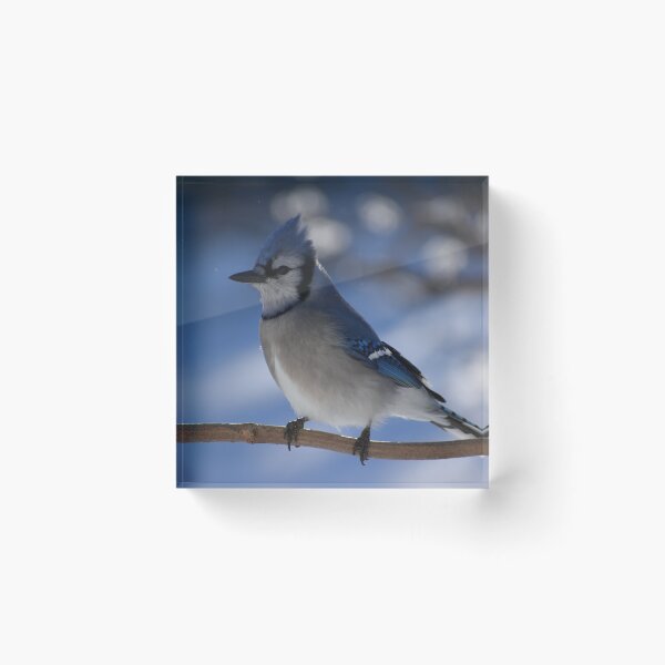 Item preview, A blue jay in winter designed and sold by Claude Laprise.