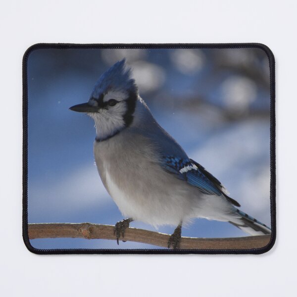 Item preview, A blue jay in winter designed and sold by Claude Laprise.