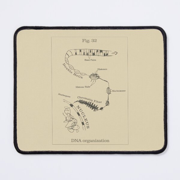 Item preview, DNA organization - Vintage textbook figure designed and sold by MicroMarket.