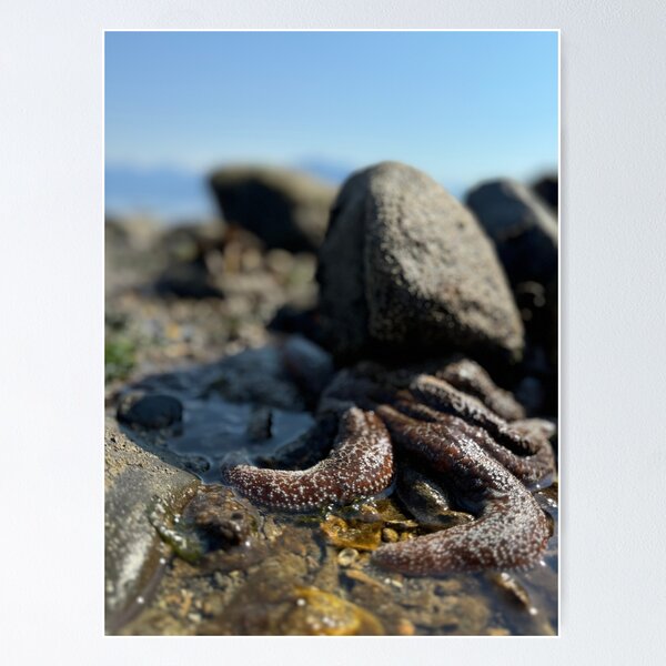 Item preview, Mottled Seastar, Petersburg, Alaska  designed and sold by AutumnCurry.