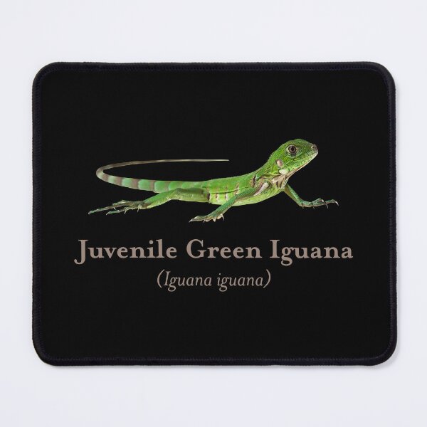 Item preview, Juvenile Green Iguana with Scientific Name designed and sold by Futurebeachbum.