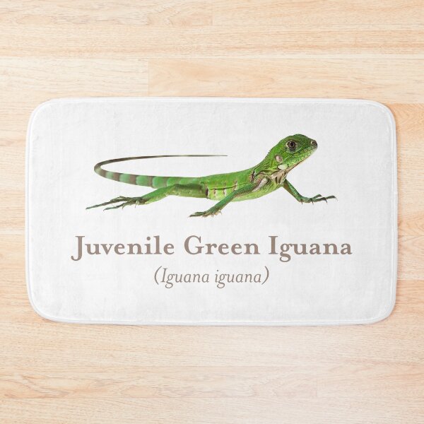 Item preview, Juvenile Green Iguana with Scientific Name designed and sold by Futurebeachbum.