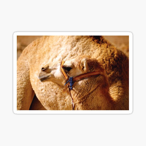 Item preview, Gentle Giant: The Charm of a Juvenile Camel designed and sold by  Max's Animal Artistry.