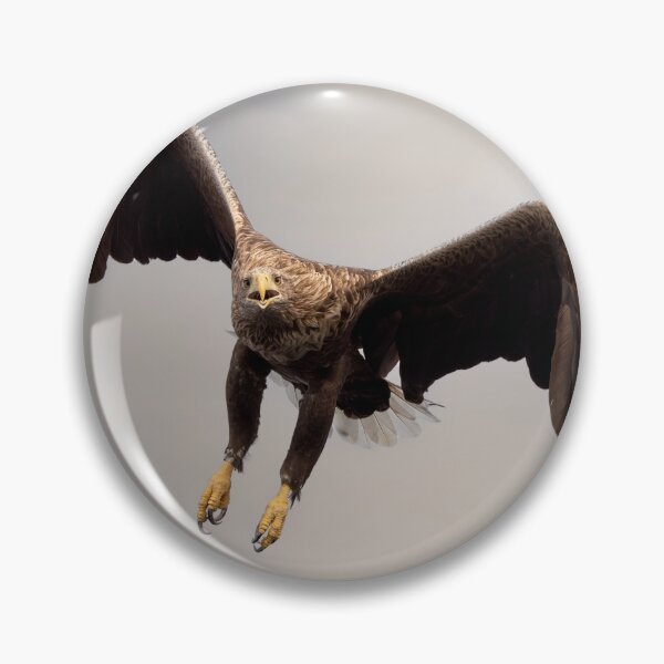 Item preview, White Tailed Eagle designed and sold by Wildlife Photographer UK.