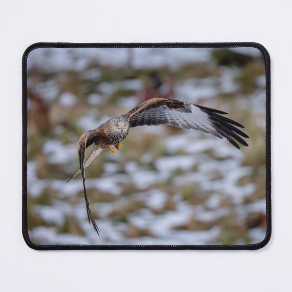 Item preview, Red Kite in Flight - winter scene designed and sold by Wildlife Photographer UK.