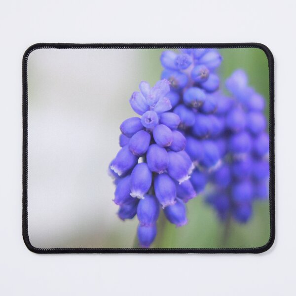 Item preview, Grape Hyacinths Sign of Spring designed and sold by Page Photography.