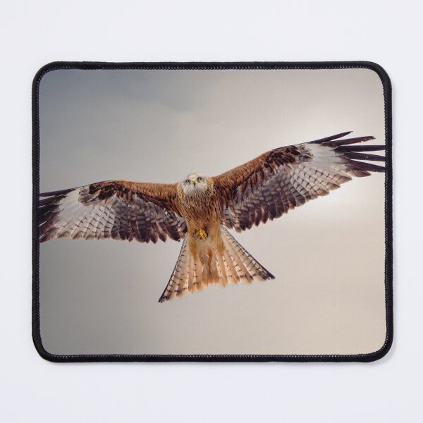 Item preview, Beautiful Red Kite designed and sold by Wildlife Photographer UK.