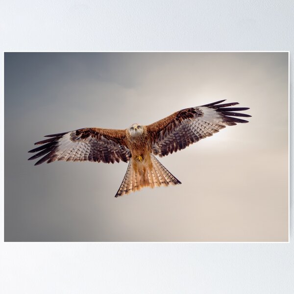 Aperçu de l'œuvre Magnifique Milan royal créée et vendue par Wildlife Photographer UK.