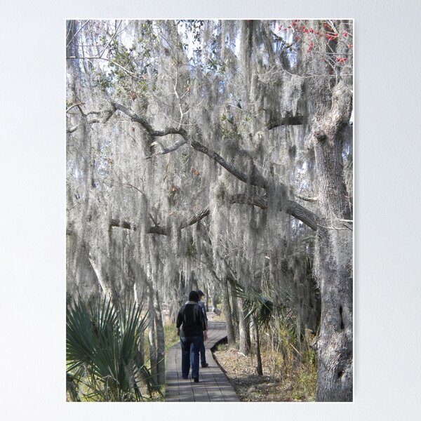 Item preview, The Bayou designed and sold by KateWinck.