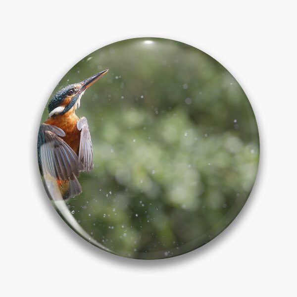 Item preview, Female Kingfisher unsuccessful dive designed and sold by Wildlife Photographer UK.