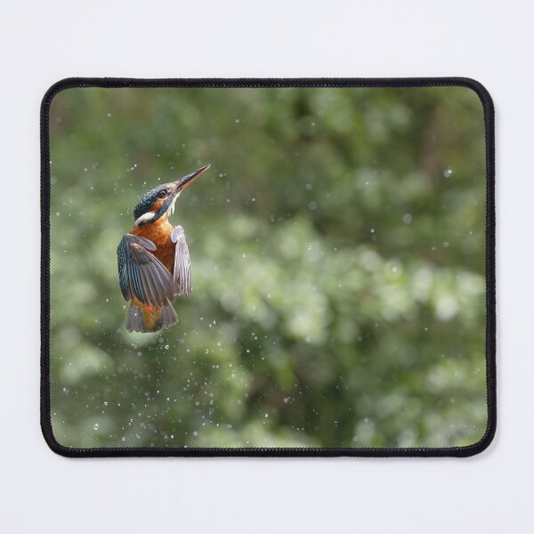 Item preview, Female Kingfisher unsuccessful dive designed and sold by Wildlife Photographer UK.