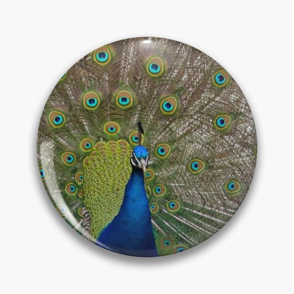 Item preview, Peacock in Full Display designed and sold by Page Photography.
