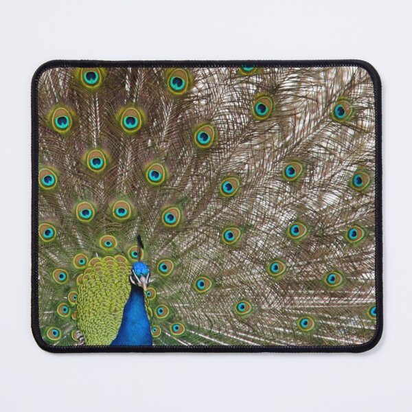Item preview, Peacock in Full Display designed and sold by Page Photography.